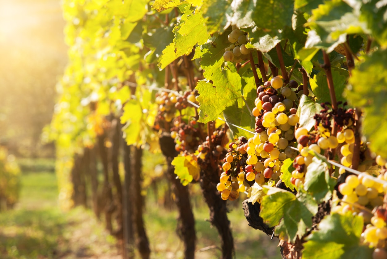 Fruit des vendanges tardives, le Vin de Glace - MA PLUME - WEBMAG