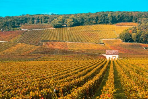 vignoble bourgogne